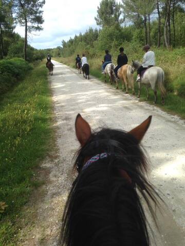 Randonnée à cheval dans la région de Bordeaux