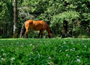 pension nature